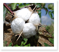 >しなやかで美しい海島綿は、虫害に　弱いなど大変デリケートな性質を持ちます。大量の栽培は難しく、世界の綿全体の10万分の1という希少価値の高い素材です。